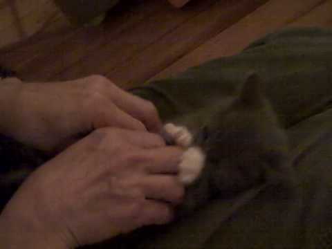 Surprised Kitty (Original) - YouTube