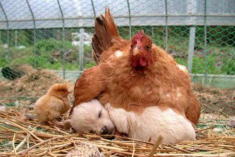 【画像】異種同士仲良しな動物画像❤️