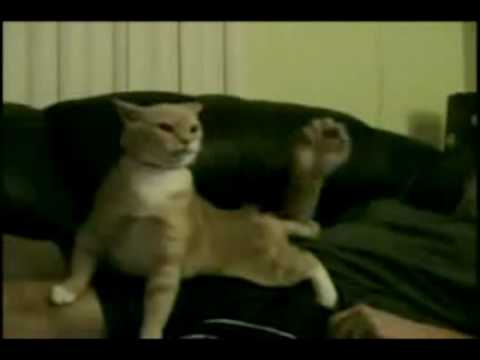 El gato cantante - YouTube