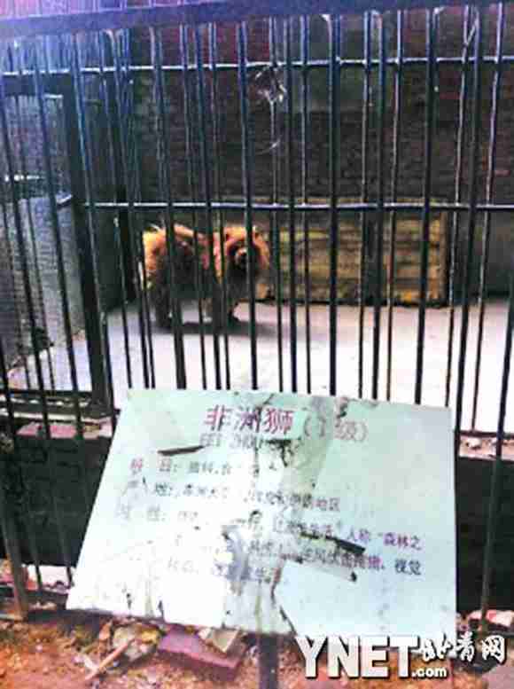 中国の動物園でライオンが「ワンワン」と鳴く珍事発生 → 犬だった / 動物園「ライオンがいなかったので」 | ロケットニュース24