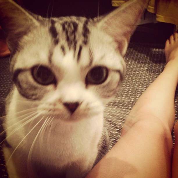 <前田敦子>違う人生歩めたらの質問に「猫になりたい」