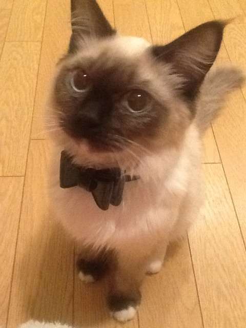 <前田敦子>違う人生歩めたらの質問に「猫になりたい」