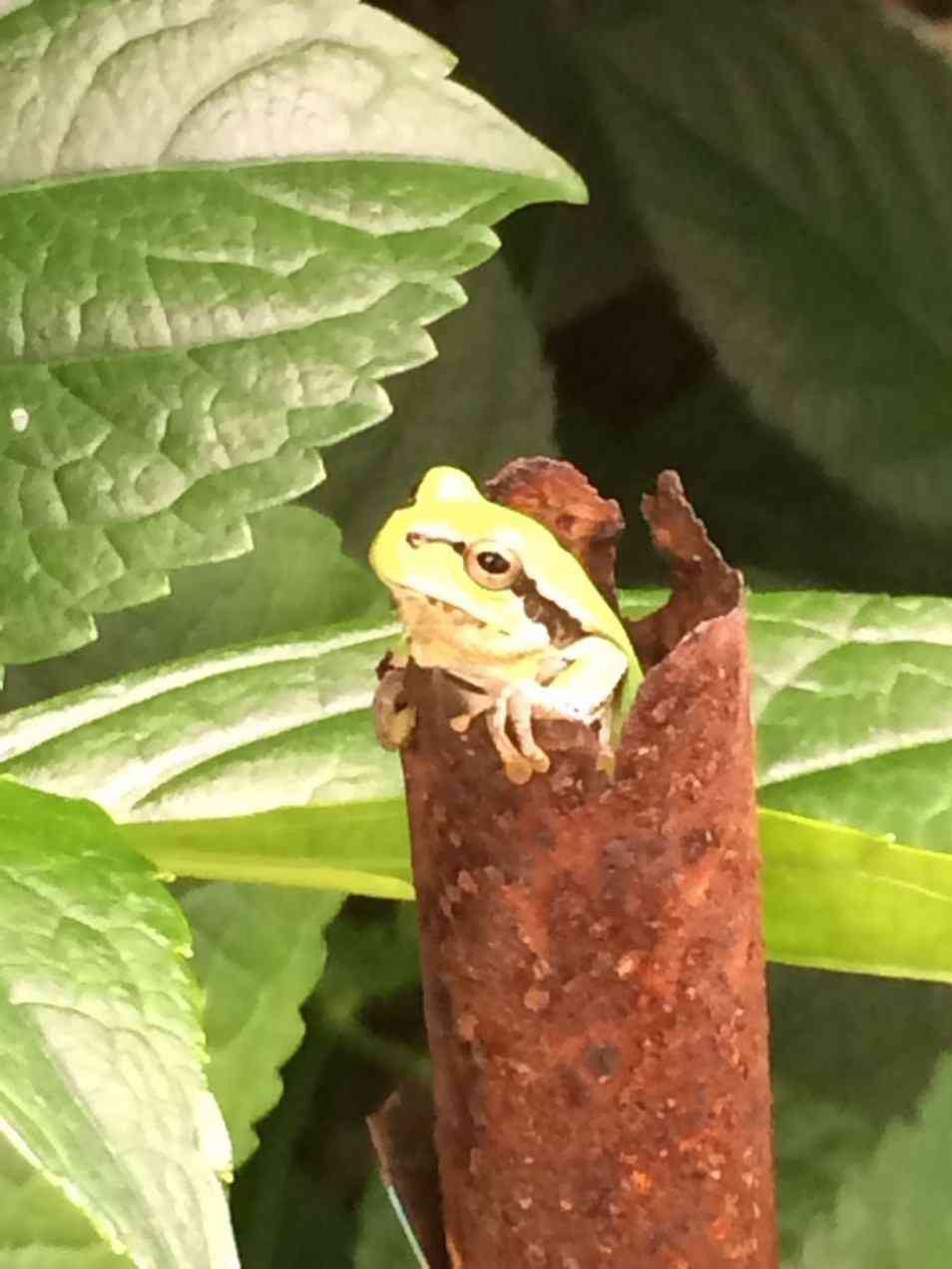 有名人の豪華なショット