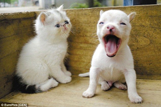 【信じる？】ネコからイヌが産まれた!?「どう見ても1匹だけチワワ」と飼い主も困惑