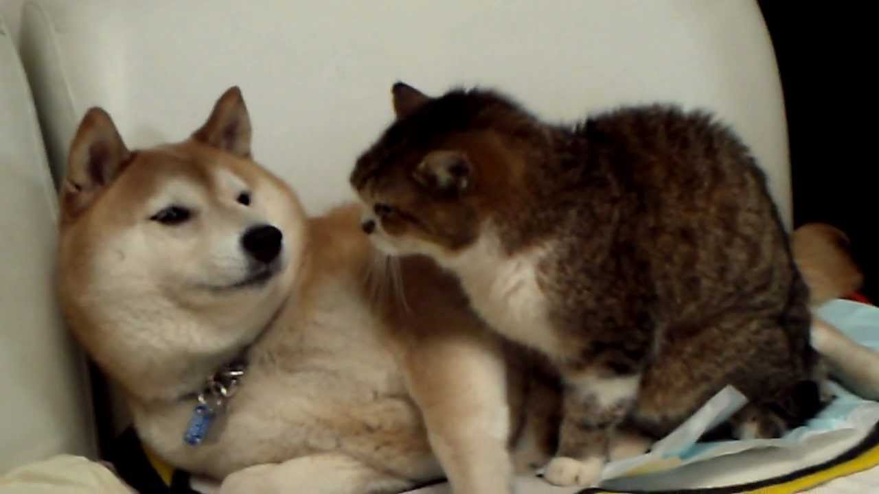 なめたら、猫パンチ！ - YouTube