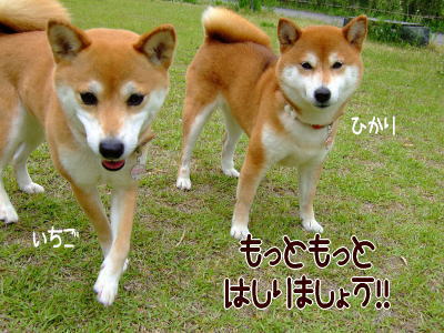 犬のノーリード(若しくは伸縮性のあるリード)、どう思いますか?