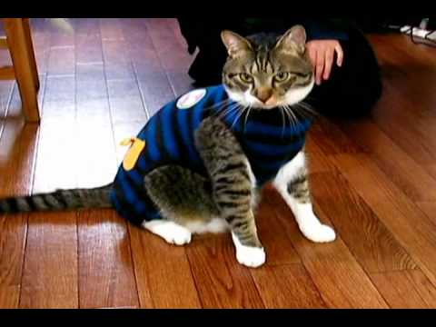 お気に入りのセーターがきつくなって倒れる猫・パン君 - YouTube