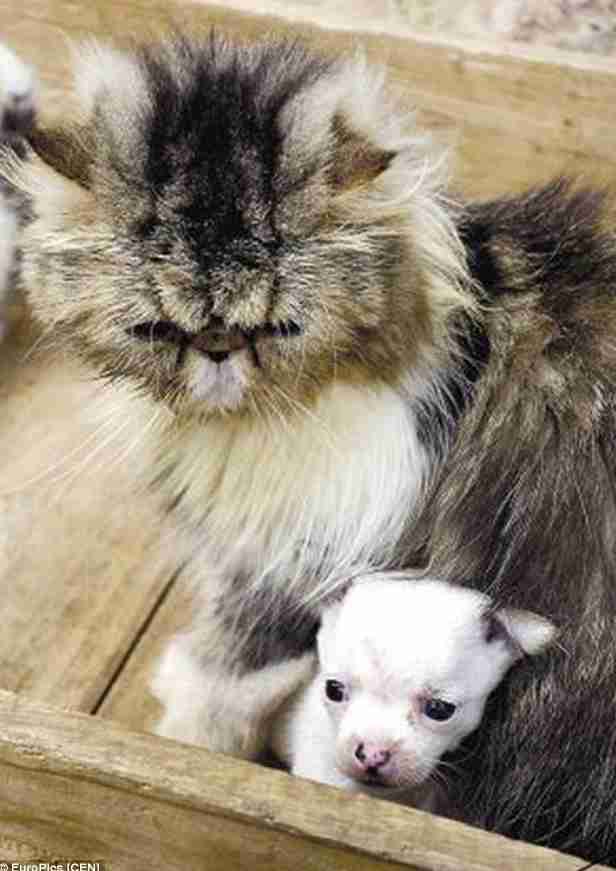 【信じる？】ネコからイヌが産まれた!?「どう見ても1匹だけチワワ」と飼い主も困惑