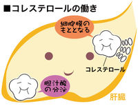 悪玉コレステロール値が低いからって笑ってちゃダメ。コレステロールが低すぎるとなる病気 - NAVER まとめ