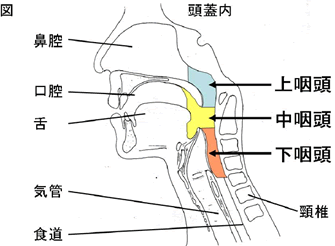 風邪をひきにくい方