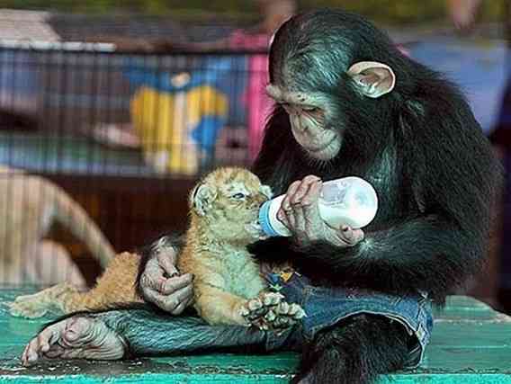 【画像】異種同士仲良しな動物画像❤️
