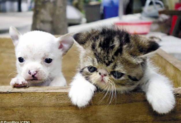 【信じる？】ネコからイヌが産まれた!?「どう見ても1匹だけチワワ」と飼い主も困惑