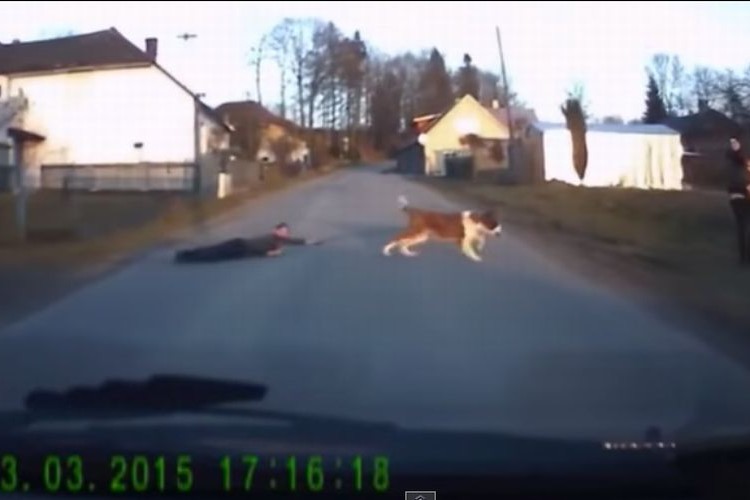 車載カメラが捉えた面白映像！「危ない！」犬が飛び出してきた！あれ?何か引っ張ってるぞ… | FunDO