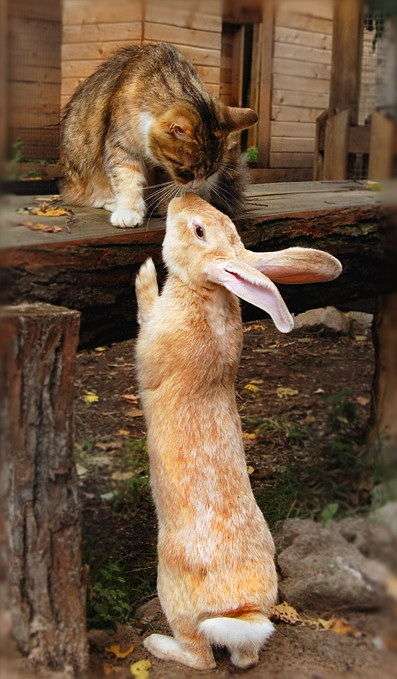 【画像】異種同士仲良しな動物画像❤️
