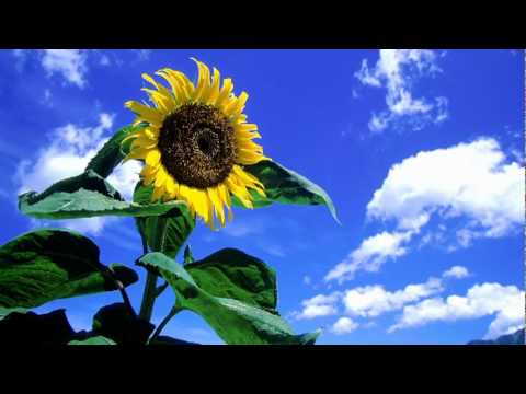 【高音質】久石譲 - Summer - YouTube