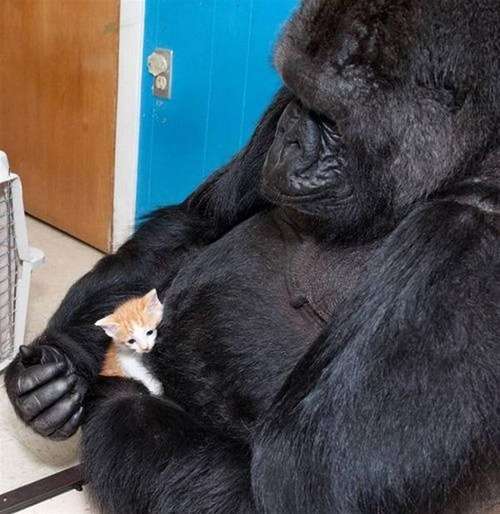 【画像】異種同士仲良しな動物画像❤️