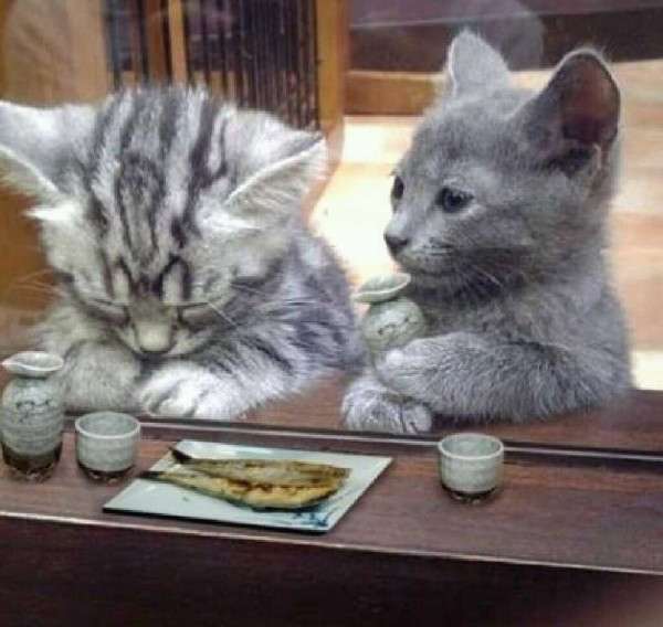 コレ嫌いな人っているの?