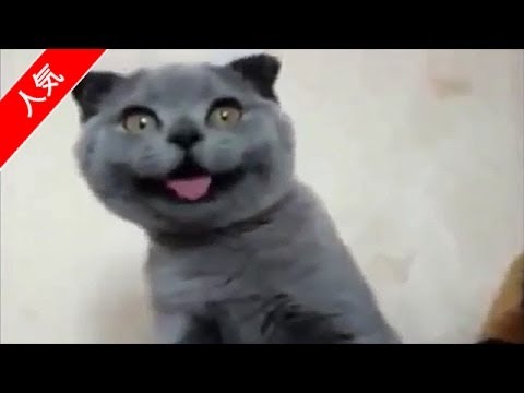 最高におもしろ可愛い猫ちゃん動画集！笑いと動物の癒しをお届け - YouTube