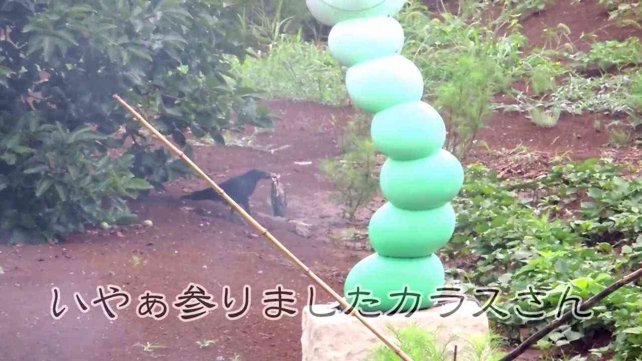 火を恐れないカラス　　　The crows know handling of the fire. - YouTube