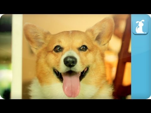 Carly Rae Jepsen - Call Me Maybe - Corgi Rae - Pet Parody - YouTube