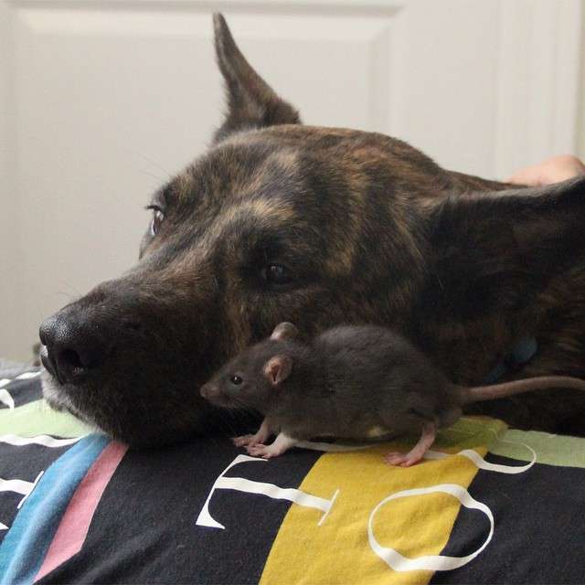 仲良しな犬のオシリスとネズミのリフが癒される(*´∀｀*)