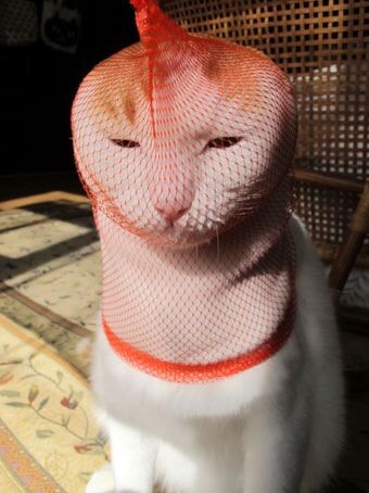 ガルちゃん休憩室〜♪
