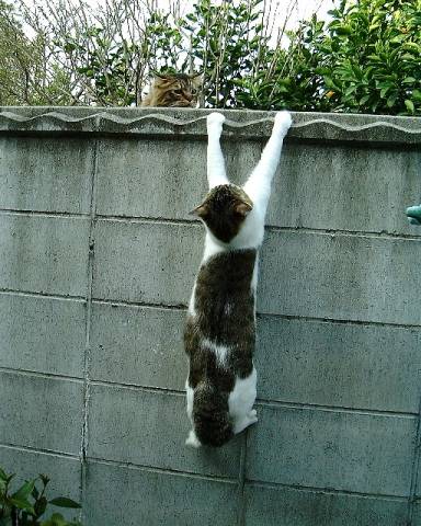 昭和を知ってる方に聞きたいことトピ