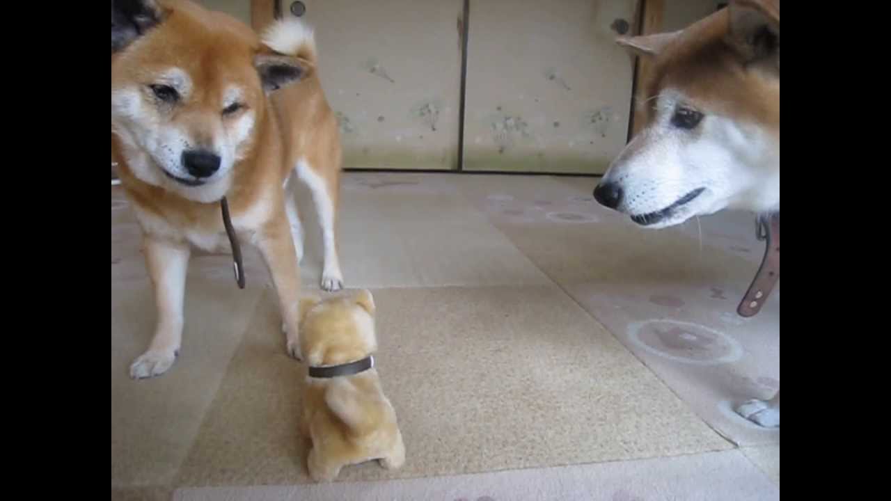 おもちゃの柴犬に味方する 柴犬ちゃめ　Ｓhiba Ｉnu Ｃhame takes the part of Ｓhiba Ｉnu Ｔoy - YouTube