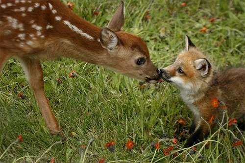 【画像】異種同士仲良しな動物画像❤️