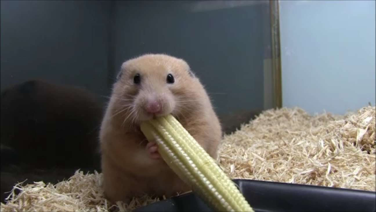 ヤングコーンを丸ごと詰め込むハムスター（Young corn hamster） - YouTube