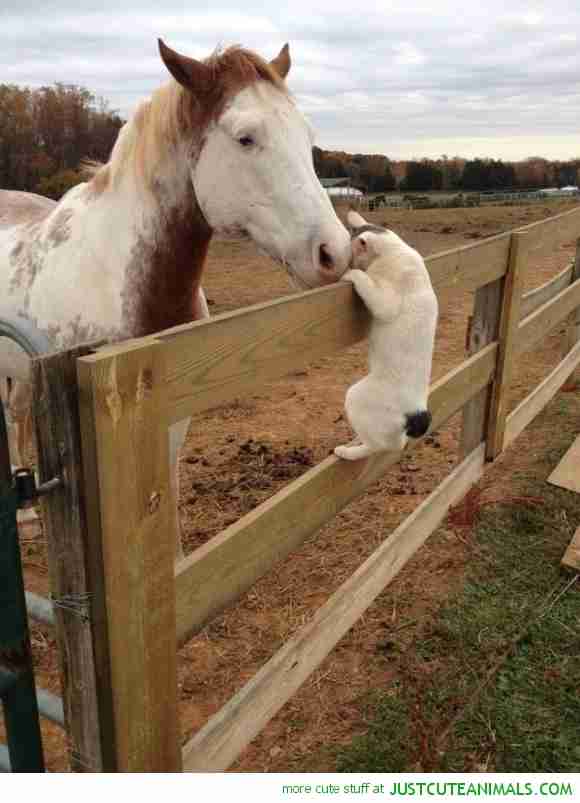 【画像】異種同士仲良しな動物画像❤️