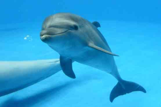 イルカで遊んだ男女 大炎上 Snsは馬鹿の宝庫だな 非常識だ ガールズちゃんねる Girls Channel