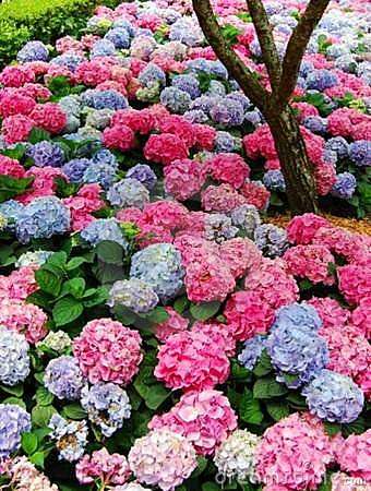 紫陽花の画像を貼るトピ