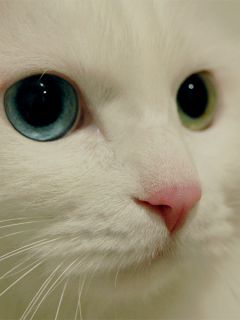 どんな種類の猫飼いたいですか?