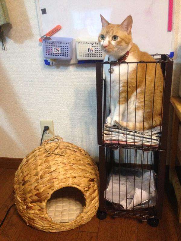 ネコ専用　行儀よく座る姿がカワイイ「猫ホイホイ畳」販売