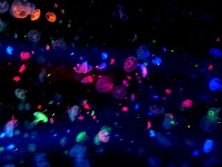 涼しくなるクラゲ画像