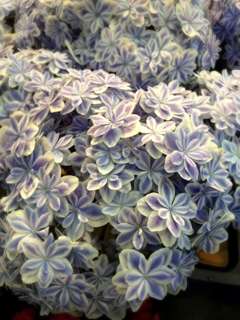 紫陽花の画像を貼るトピ