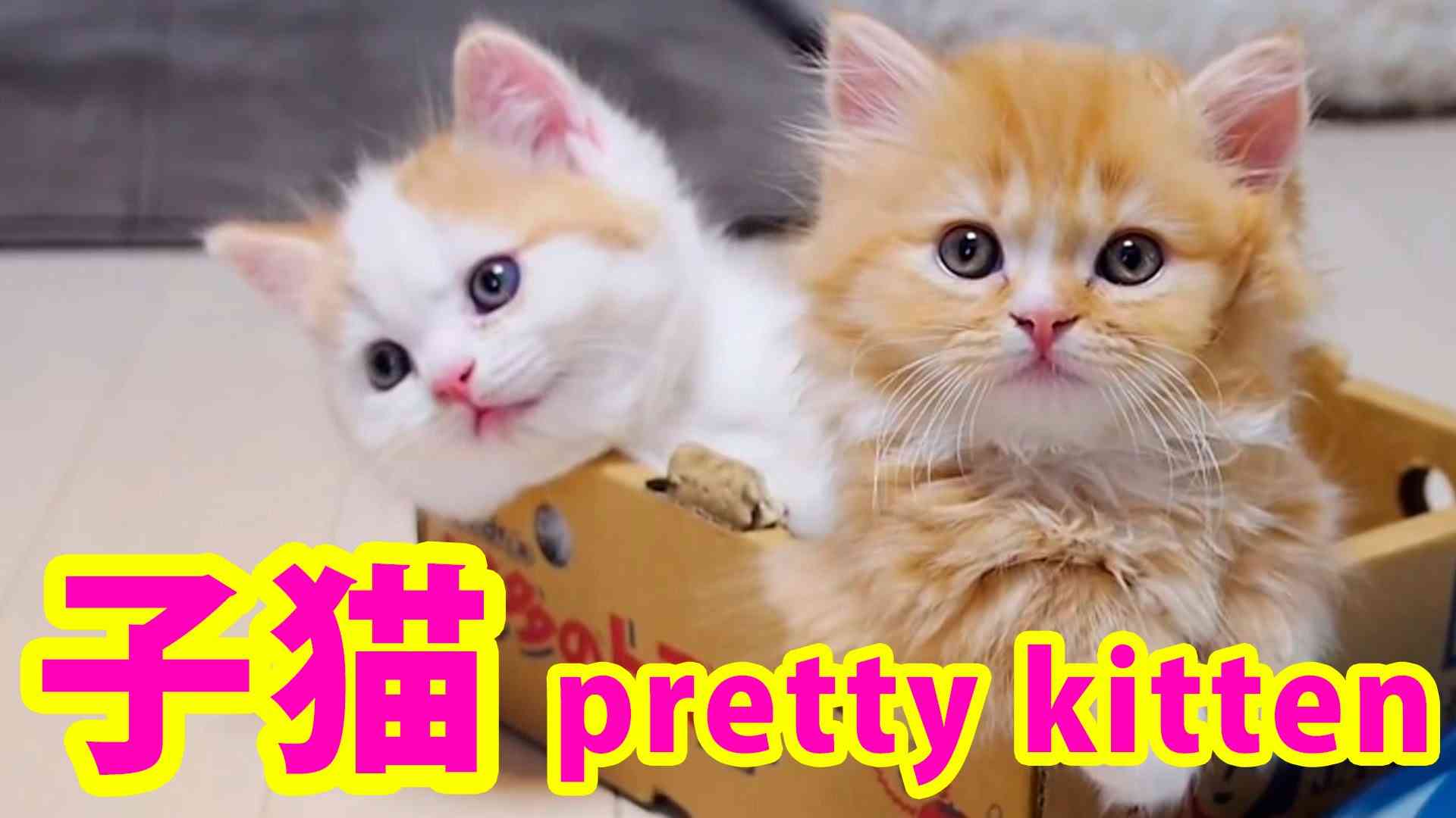 マンチカン親子の母の愛~ A cat mom hugs her kittens (munchkin) ~ - YouTube