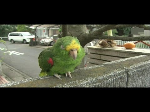 長寿な鳥の悩みを聞いて下さい。。 - YouTube