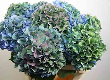 紫陽花の画像を貼るトピ