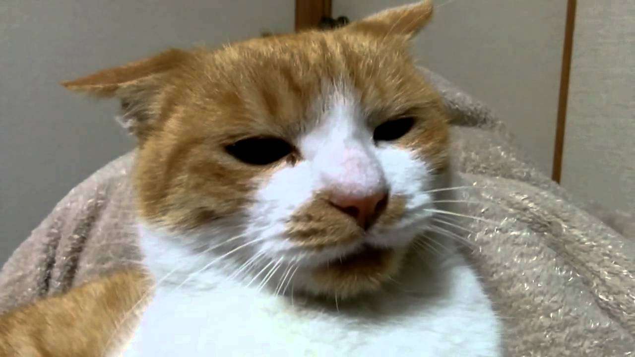 喧嘩中に何かを悟り落ち込む猫(´・ω・`) Cats fall in fight - YouTube
