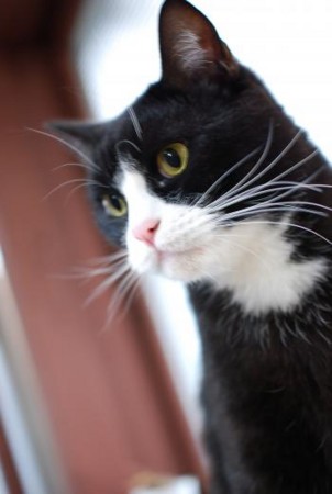 どんな種類の猫飼いたいですか?
