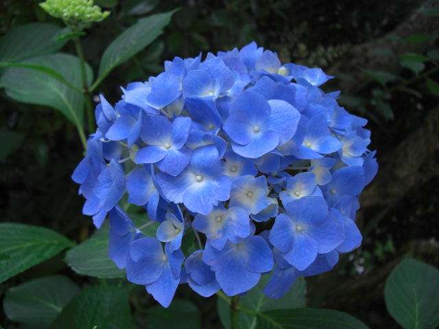 紫陽花の画像を貼るトピ