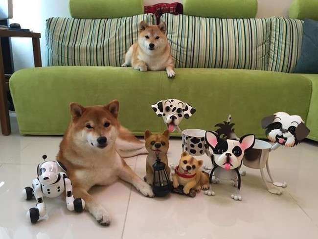 「僕ら、超ハッピーです！」柴犬たくさん家族の、あまりにも可愛い画像集！