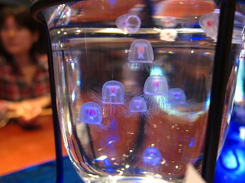 涼しくなるクラゲ画像