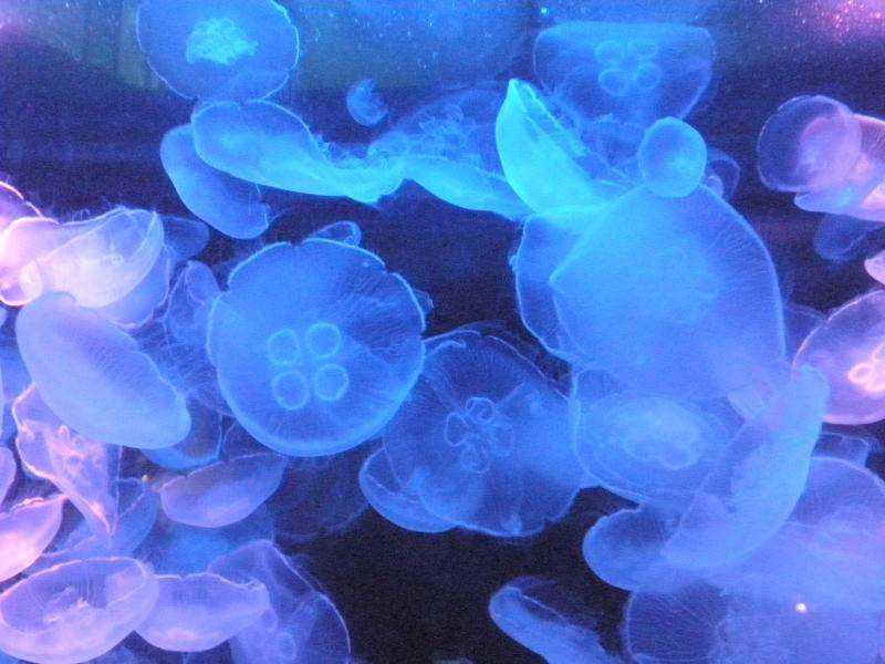 涼しくなるクラゲ画像