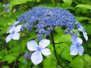 紫陽花の画像を貼るトピ