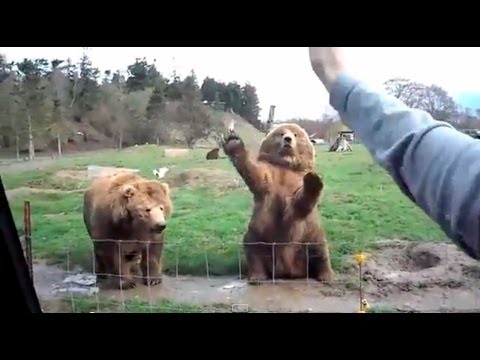 これはかわいい！！　手を振ると応えてくれる熊さん達　まとめ - YouTube