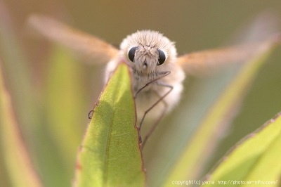 【苦手な人注意】かわいい昆虫の画像下さい‼︎