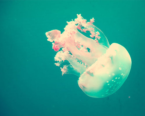 涼しくなるクラゲ画像